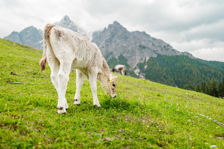 Cute Little Cow Calf Easing on the Pasture in the Mountainsの写真素材