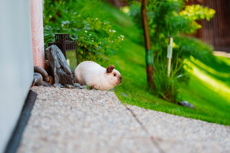 Holland Lop Rabbit as Easter Bunnyの写真素材