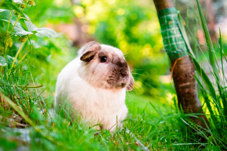 White Holland Lop Easter Bunny Sitting on the Green Grass in the Gardenの写真素材