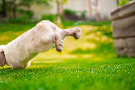 White Easter Bunny Jumping with its Back Paws on the Green Lawnの写真素材