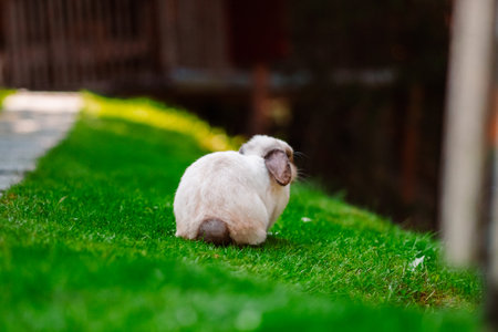 Easter Bunny Holland Lop from Behindの写真素材