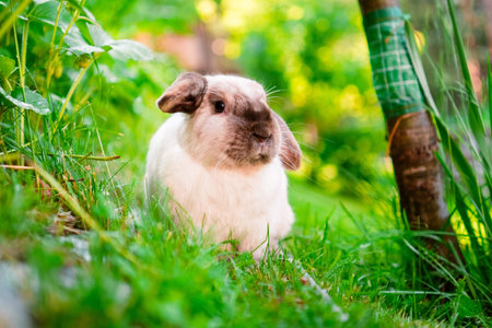 White Holland Lop Easter Bunny Sitting on the Green Grass in the Garden Showing its Cute Ears