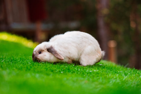 Holland Lop Rabbit as Easter Bunnyの写真素材