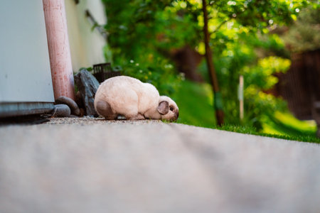 White Holland Lop Rabbit Eatingの写真素材