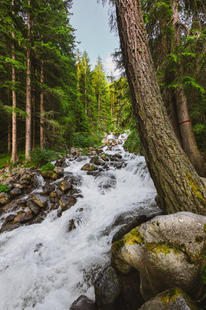 Raging River in Nature's Black Forest Between Trees and Rocks Bursting Down the River Bedの写真素材