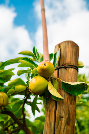 Biologically Grown Green and Red Apples Growign on a Tree Near a Wooden Support Pole Close to...