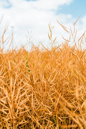 Field of Ripe Dry Rapeseed Filled with Seeds Almost Ready for Harvestの写真素材