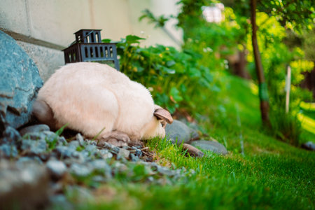 White Holland Lop Rabbit Standing on Pebble Stones in Gardenの写真素材