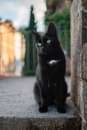 Black Cat with Green Eyes Sitting on the Stone Floor on a Bright Sunny Spring Dayの写真素材