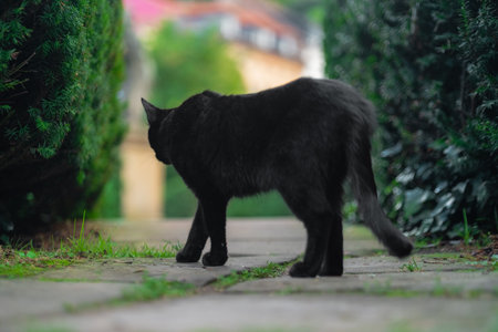 Black Cat Standing in a Narrow Park Way Close to Plants on a Bright Sunny Spring Dayの写真素材