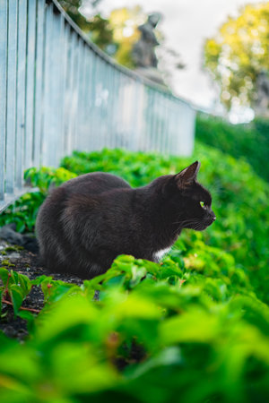Black Cat with Green Eyes Sitting Down Waiting in Green Leaves and Looking to the Side on a Bright Sunny Spring Dayの写真素材
