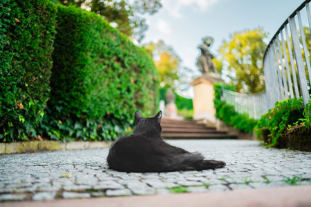 Black Cat Lying on the Coblle Stone Floor Showing its Back Face Turned Away on a Bright Sunny Spring Dayの写真素材