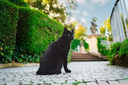 Black Cat with Green Eyes Sitting in an Outdoor Park Looking to the Side on a Bright Sunny Spring Dayの写真素材