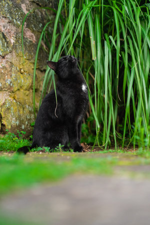 Black Cat Cuddling with a Green Fan Plant Outside in a Garden Environmentの写真素材