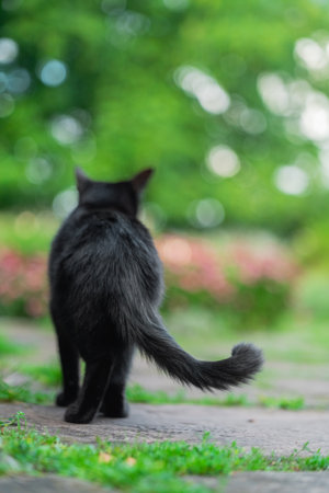 Black Cat Standing on the Floor Showing and Waving its Long Tail on a Bright Sunny Spring Dayの写真素材