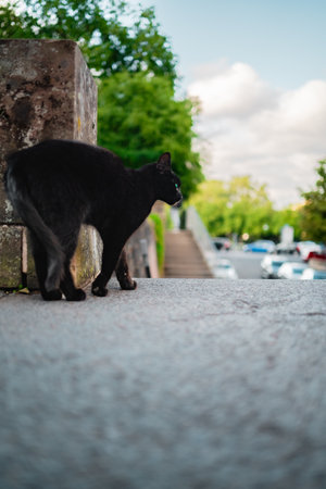 Black Cat Rubbing its Body on a Corner Outside in the City on a Bright Sunny Spring Dayの写真素材