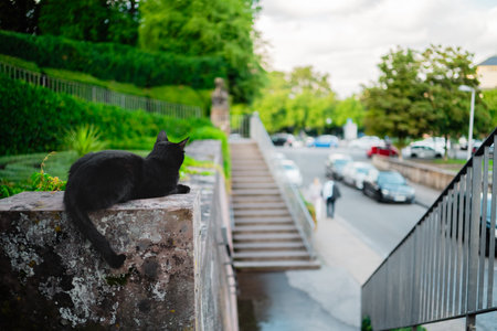 Black Cat lying on the Corner of a Stone Wall in a Planted Park Environment Outside Near the Street on a Bright Sunny Spring Dayの写真素材