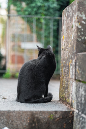 Black Cat Sitting in a Park Looking Away on a Bright Sunny Spring Dayの写真素材