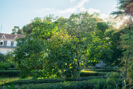 Small Tree in a Park Illuminated by the Sunshine During a Beautiful Sunrise in the Morning