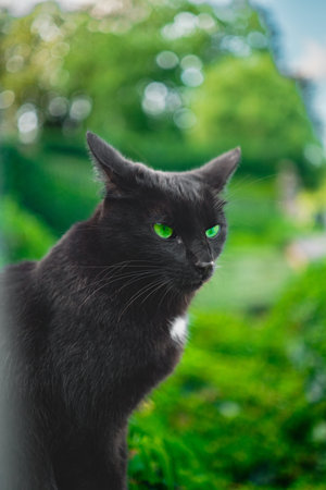 Black Cat with Green Eyes Turing its Ears backward Looking Bad an Angry in a Green Environment...