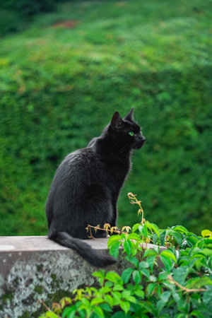 Black Cat with Green Eyes Sits on a Wall infront of a Bushの写真素材