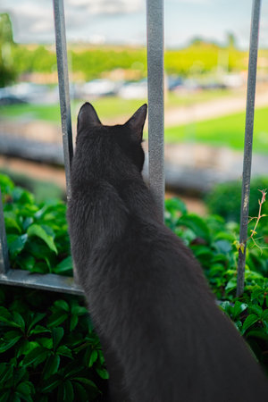 Curious Black. Cat Loocking Through a Railing into the Distant Park Outside on a Bright Sunny Spring Dayの写真素材