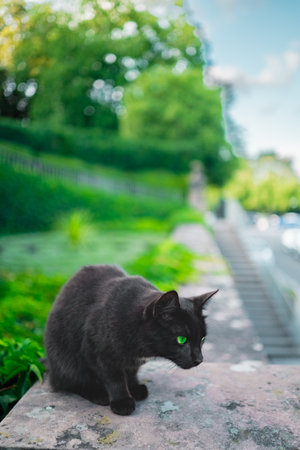 Black Cat with Green Eyes and Upright Ears Looking Focused to the Side in a Green Park Environment Outside on a Bright Sunny Spring Dayの写真素材