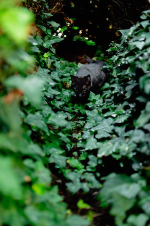 Black Cat in a Narrow Jungle Like Corridor of Ivy Leaves in a Mesterious Environment