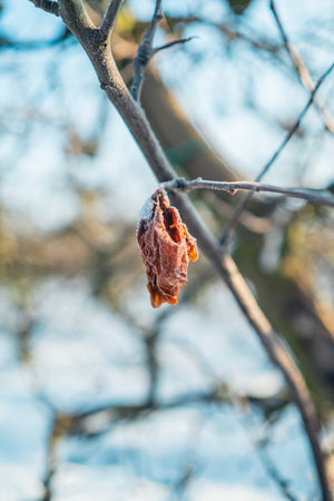 Shriveled Foul Apple Skin Hanging Down a Frozen Branch on a Cold Winter Dayの写真素材