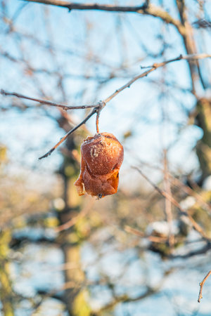 Frozen Apple Fouling on a Tree Branch on a Cold Day in the Winterの写真素材