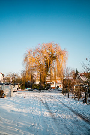 Bare Willow Tree on the End of a Path During Winter Daytimeの写真素材