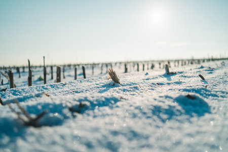 Stem of A Crop Close Up Sticking out the Snow Cover on a Crop Farm Field Shining in the Cold Winter Sunlightの写真素材