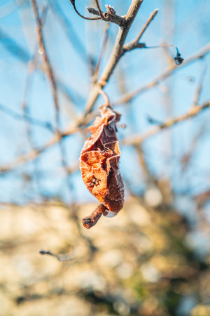Foul Apple Shriveled and Frozen Hanging Down the Branch During Winter Timeの写真素材