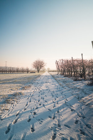 Field Path in a Snowy Countryside Environment with Footprints Along the Walking Path on a Sunny Winter Dayの写真素材