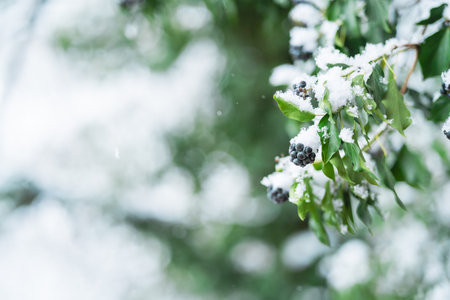 Beautiful Branch Covered with Snow Showing Berries on a Natural Winter Day
