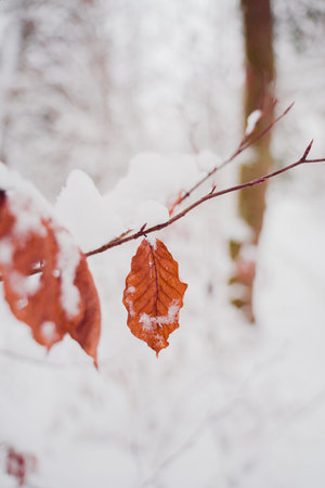 Dry Red Beech Leaf Hanging on a Beech Hedge Branch Covered with Snow in the Forest During a Snowy...