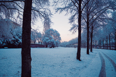Tree Park Avenue in a Snow Covered Environment on a Cold Winter Morningの写真素材