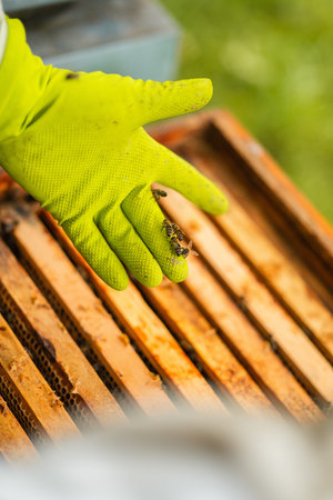 Bees Crawling on the Protective Glove of the Beekeeper above the Beehive During Beekeeping