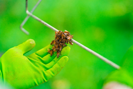 Small Swarm Cell of Bees Checked by the Protective Glove of the Beekeeper During Beekeeping in Nature on a Sunny Summer Dayの写真素材
