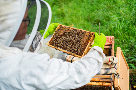 Beekeeper Holding a Hive Frame Filled with Bees to Check the Bee Folk for Beekeeping in Nature on a...