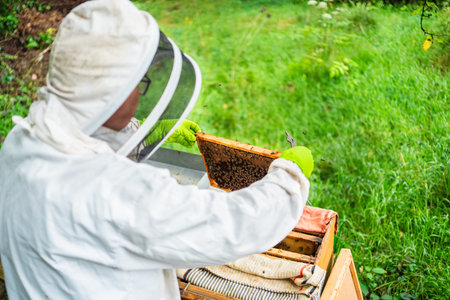 Beekeeper Holding the Hive Filled with Bees Over the Beehive for Beekeeping in Nature on a Sunny...