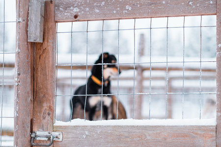 Door of a Dog Cage in Snow with a Dog in the Background in Cold Winterの写真素材