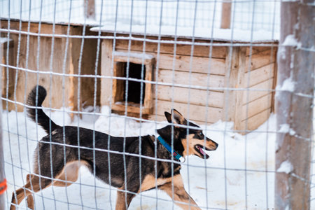 Dark Husky Dog Running in Snow During Winterの写真素材