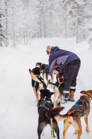 Woman Musher Unknotting the Harness of the Sled Dogs on the Snow Track in the Forest During the Winter Snowfallの写真素材