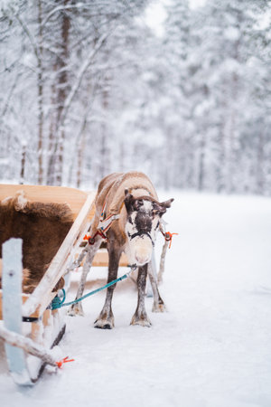 Reindeer without Antlers Standing in the Winter Snow Fixed onto a Sled in the Forestの写真素材