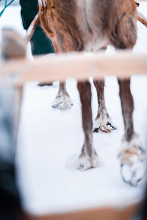 Hairy Hooves of a Reindeer Walking Through the Snow Pulling a Sled Close Upの写真素材