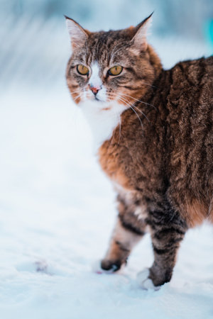 Profile of a Brown White and Black Cat Standing in the Snow During Winterの写真素材