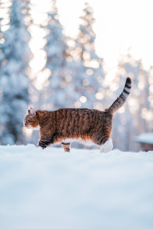 Brown and Striped Cat Walking Through the Snow on a Bright Sunny Winter Dayの写真素材
