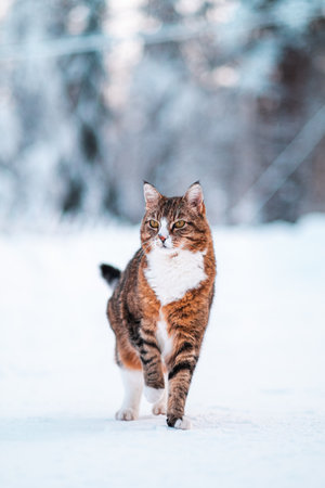 Beautiful Brown Cat with Black Stripes Standing Isolated in the Snowの写真素材