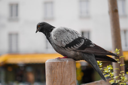 Gray Pigeon Close Up Standing on a Wooden Pole in the Cityの写真素材